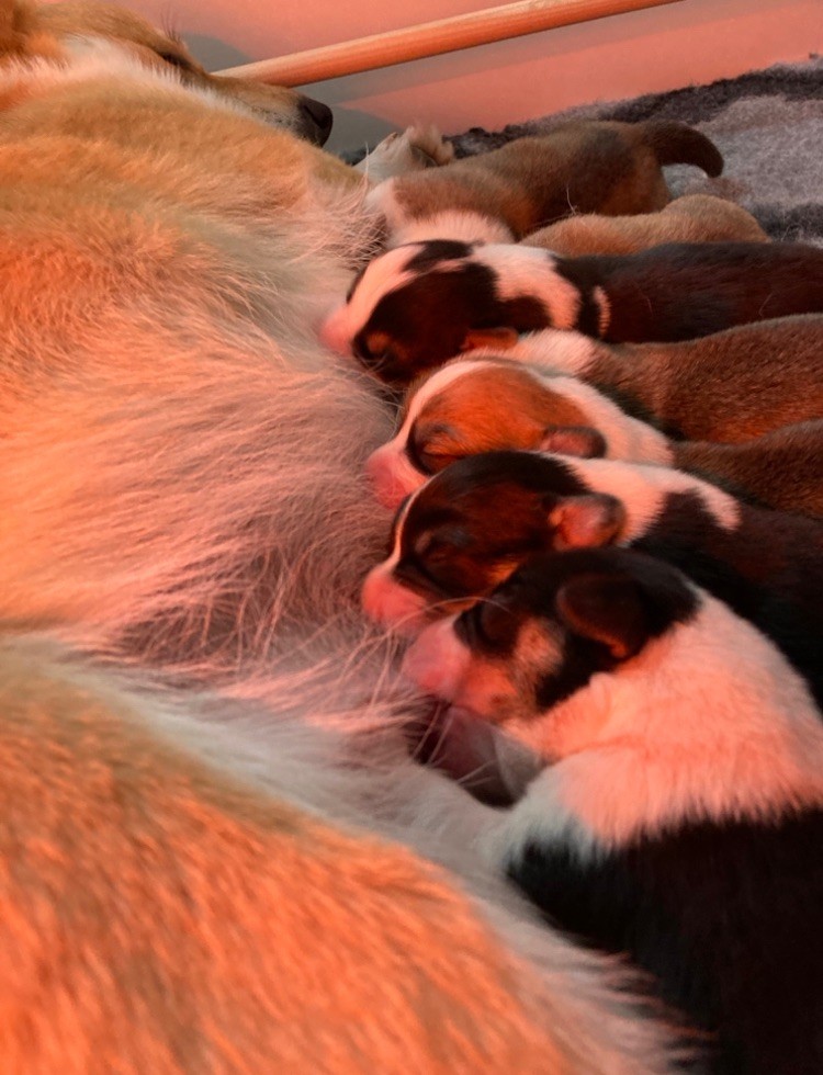 chiot Welsh Corgi Pembroke Des Joyaux Des Rouges Terres